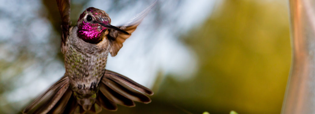 Bird